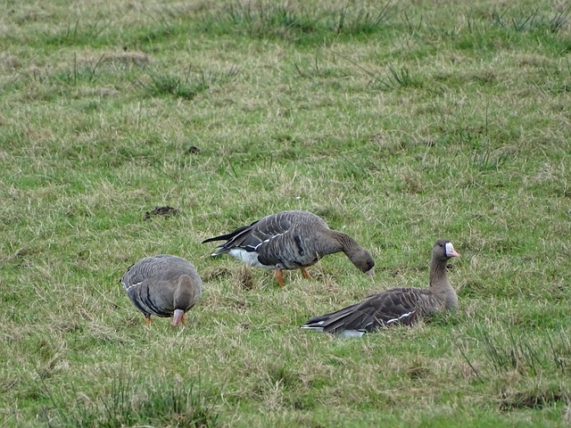 因伤无法上 因伤无法上